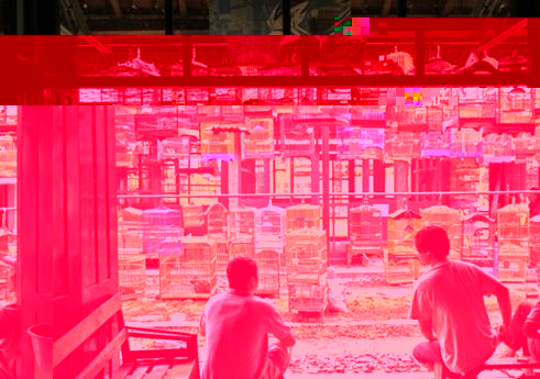 MARCHE AUX OISEAUX EN INDONESIE.JPG