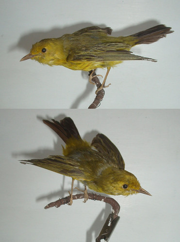 oiseau amÃ©rique du sud.jpg