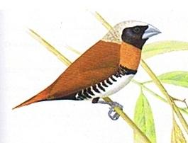 Lonchura castaneothorax sharpii.JPG
