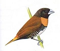 Lonchura castaneothorax ramsayi.JPG