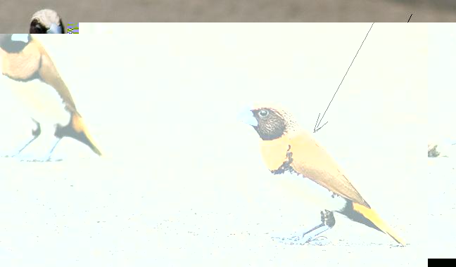 COUPLE lonchura castaneothorax.JPG