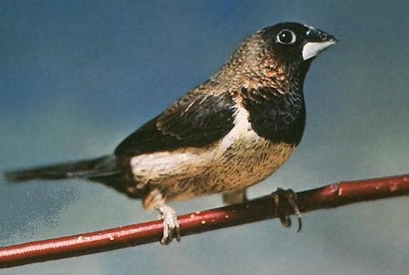 Extrait pour NVC.JPG