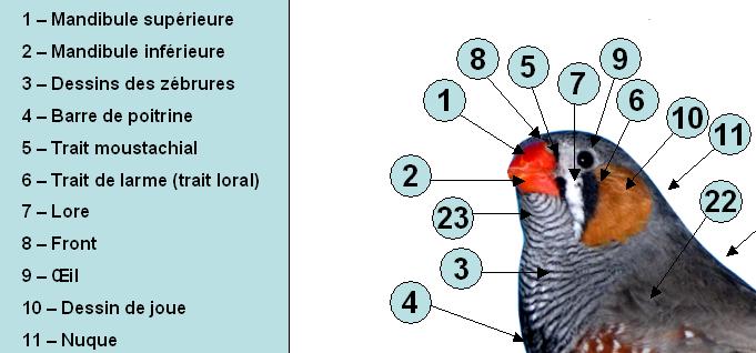 DESCRIPTIF TETE MANDARIN.JPG
