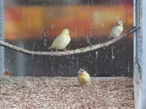 DSCF4514 (Copier).jpg