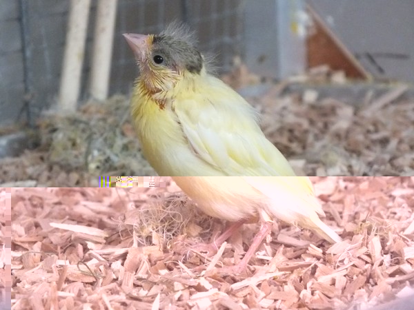 DSCF4520 (Copier).jpg