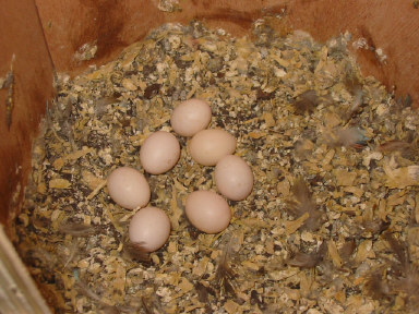 7 oeufs , 6 fecondes mai 04.JPG