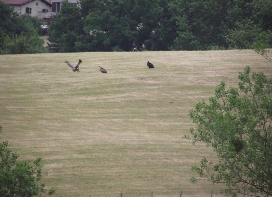 VAUTOURS ET AIGLE.JPG