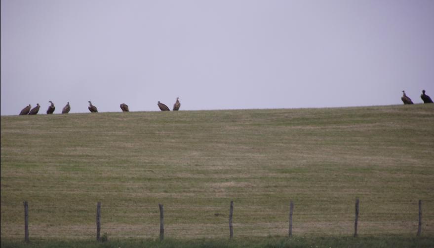 GROUPE VAUTOURS ET AIGLE.JPG