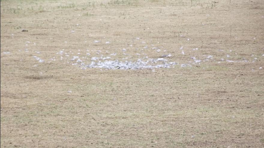 VAUTOURS - Le reliquat.JPG