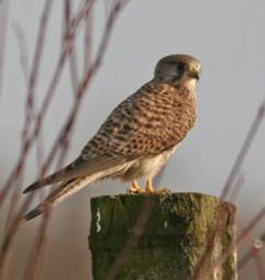 Faucon crecerellette.JPG