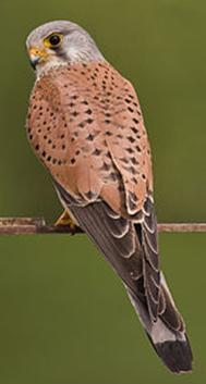 Faucon crecerelle.JPG