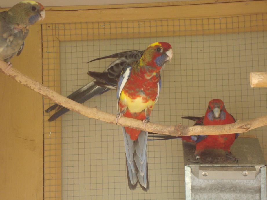 MÃ‚LE PENANT PANACHE(small) 02.JPG