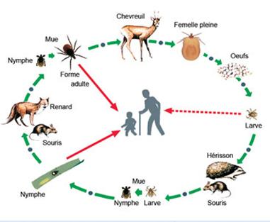 CYCLE DE LA TIQUE.JPG
