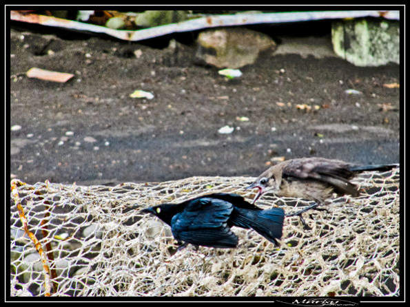 IMG_6724 - Copie.jpg