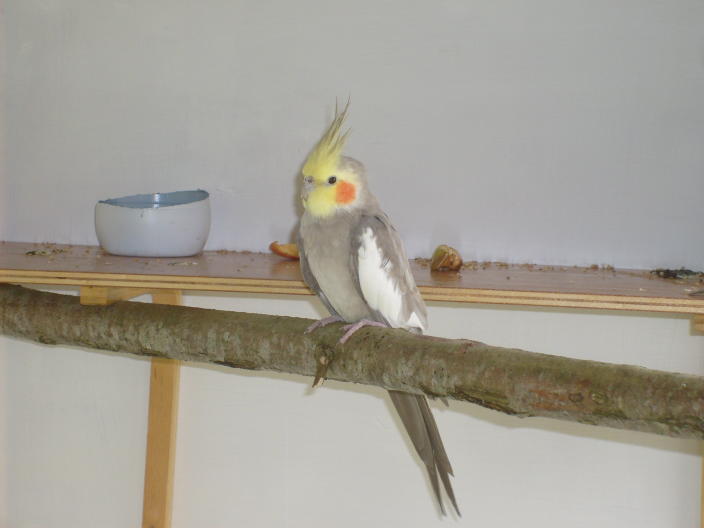 cantin le mÃ¢le2.JPG