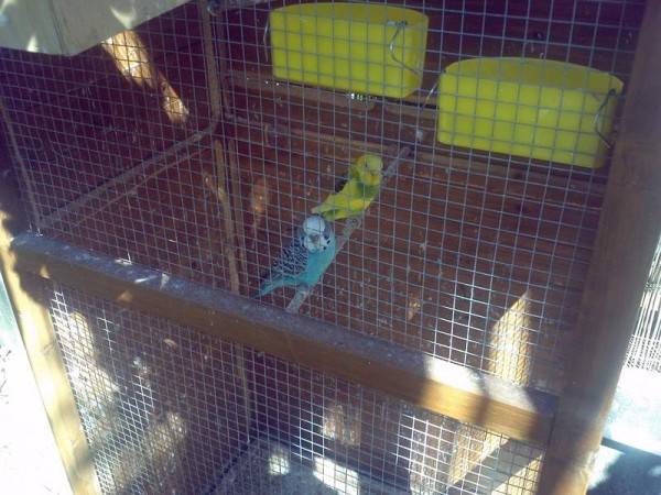 oiseaux + femmes 019 (Copier).jpg