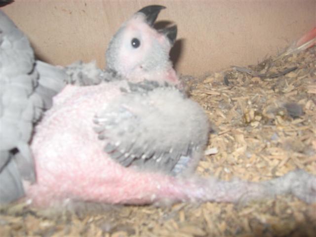 gris Ã  40 jours 001 (Small).jpg