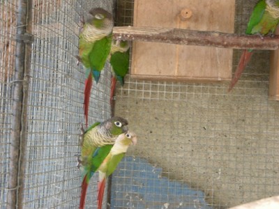 DSCN1114 (400x300).jpg