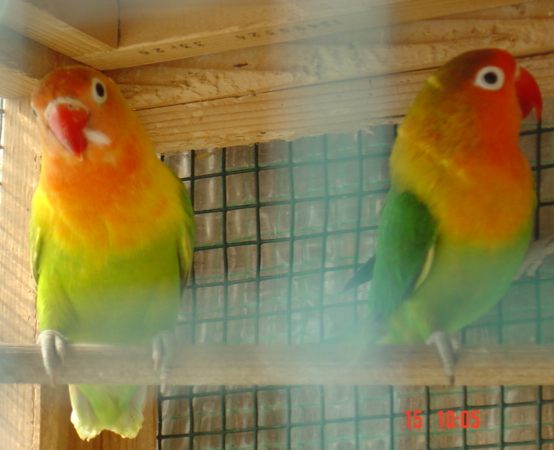 Couple fishet vert vert diluÃ©.jpg