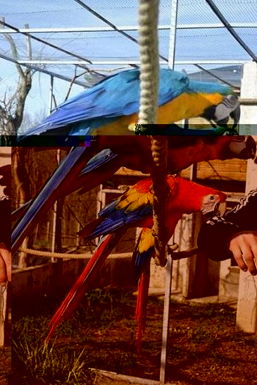 ARARAUNAS ET MACAO.JPG