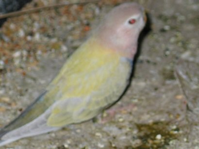 bourke fallow pÃ¢le.jpg