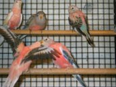 Jeunes bourkes opaline et le pÃ©re.jpg