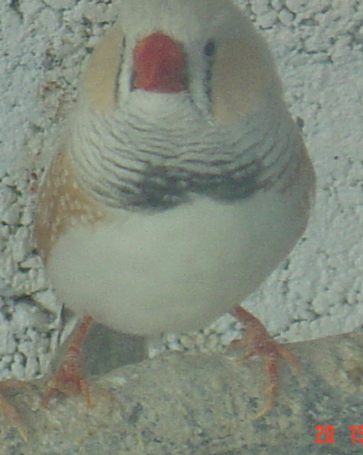 nouveaux mandarins.jpg