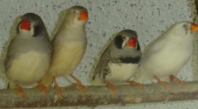 Mandarins divers.jpg