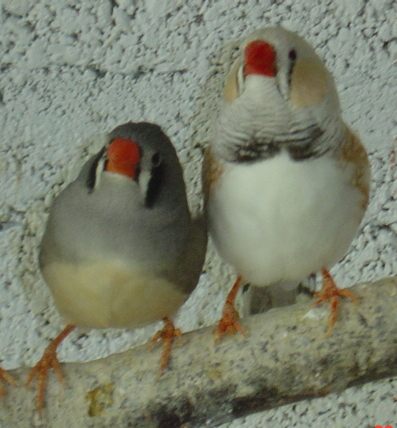 nouveaux mandarins 00.jpg