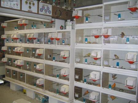 Resize of oiseaux 018-2.jpg