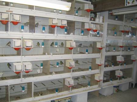 Resize of oiseaux 027-3.jpg