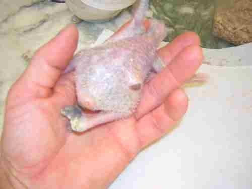 BEBE AMAZONE BLESSE 3.jpg