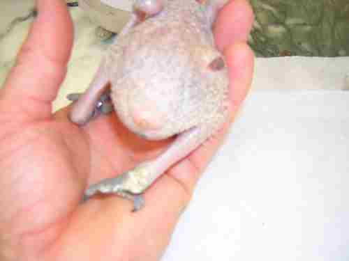 BB AMAZONE BLESSE 2.jpg