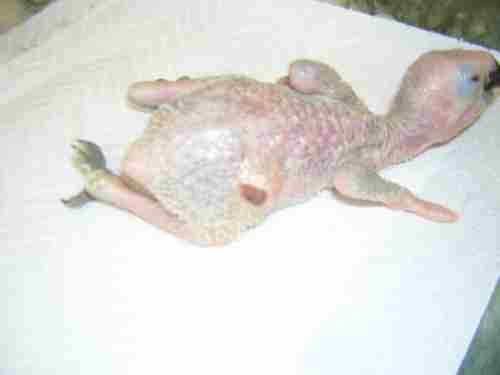 BB AMAZONE BLESSE.jpg