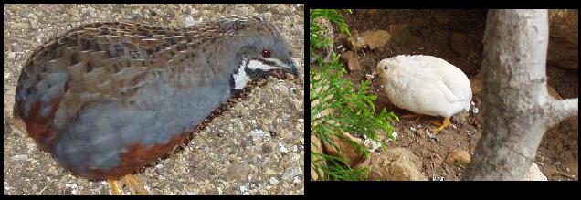 couple de caille.JPG