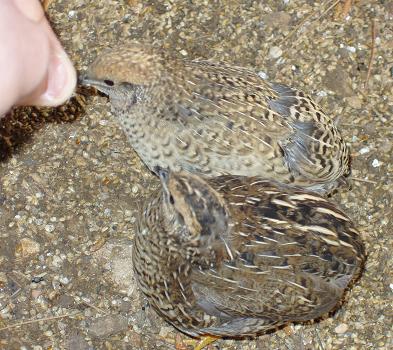 caille qui mangent dans ma main.JPG
