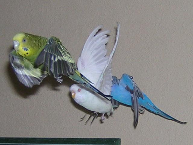 olive shpouic mike en vol.JPG