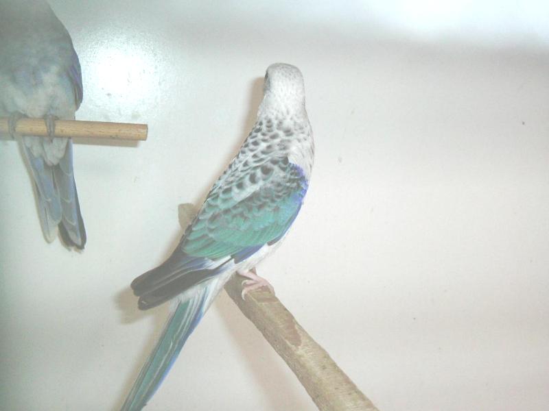 Stanley blauw opaline 2.JPG