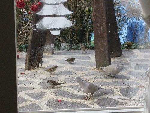 oiseaux de la nature 1.jpg