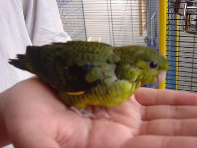 Photo oiseaux 026.JPG