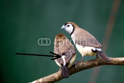 BICHENOV CROUPION BLANC.jpg