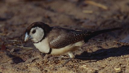 BICHENOV Ã  croupion noir  Annulosa poephila bichenovi1.jpg