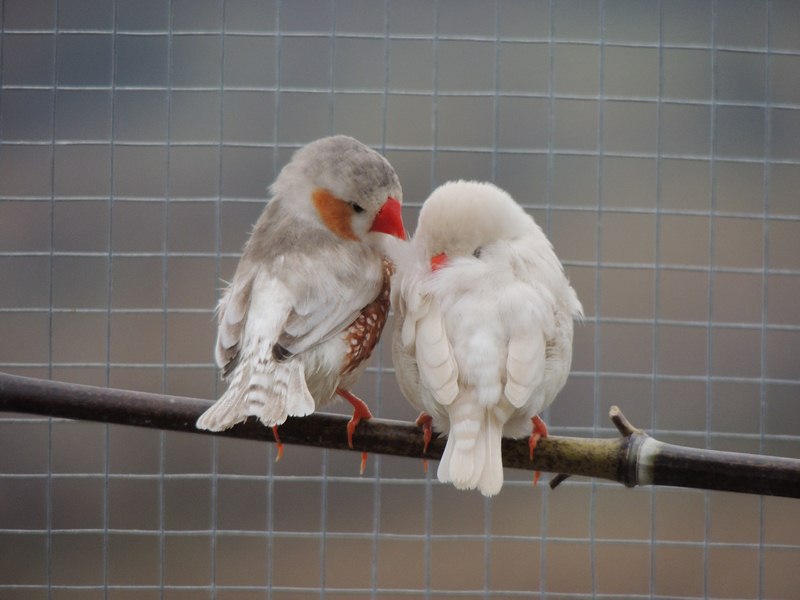 DSCN4387 (Copier).jpg