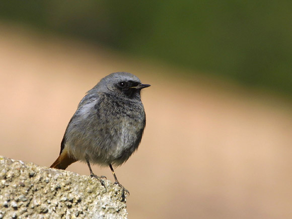 RougeQueueNoir4 male.jpg