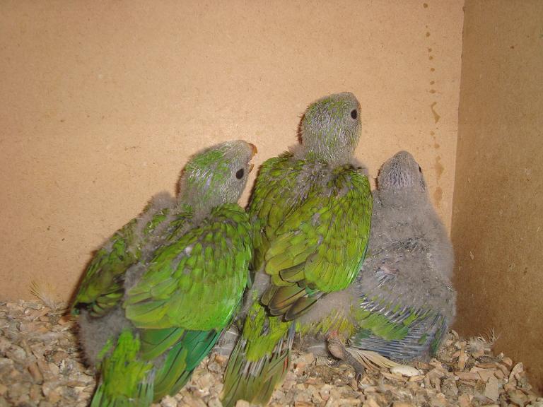 3 BARRABANDS 03(small).JPG