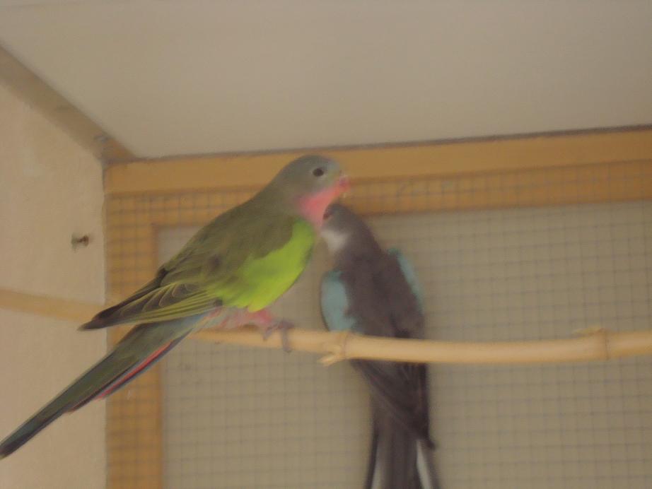 2 FEMELLES P.D.G (small).JPG