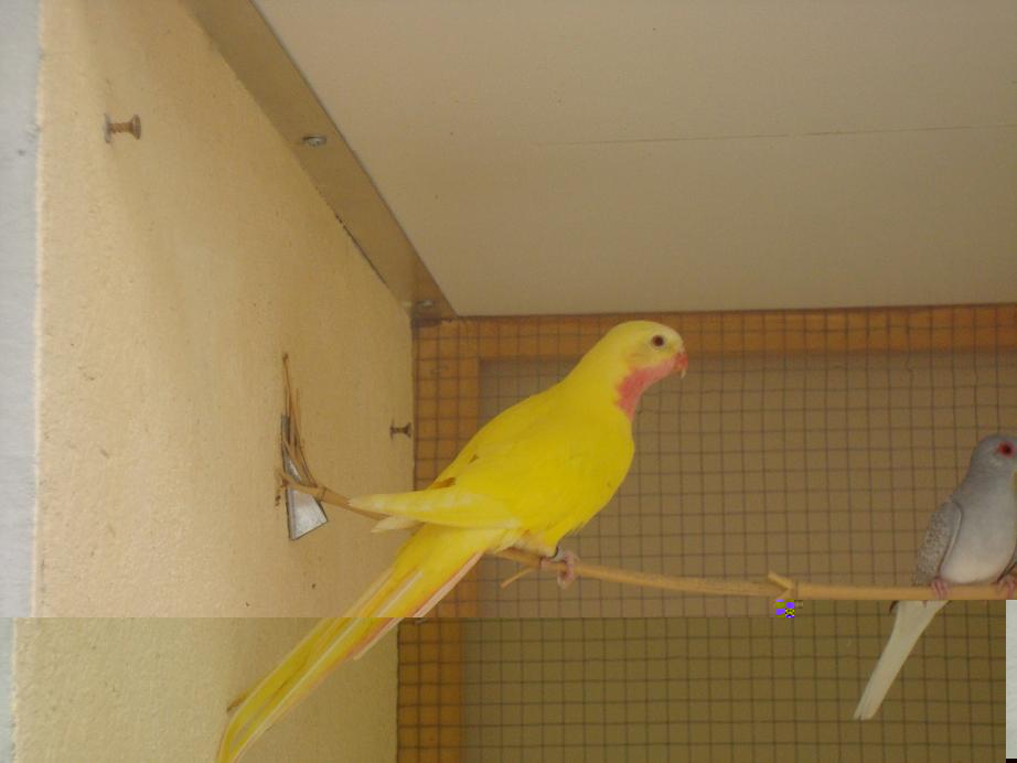 MÃ‚LE PDG LUTINO 02(small) 2.JPG