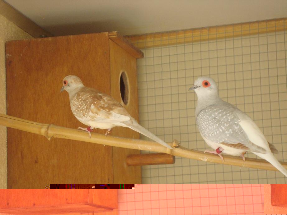 colombes parents bruns et porteurs(small).JPG