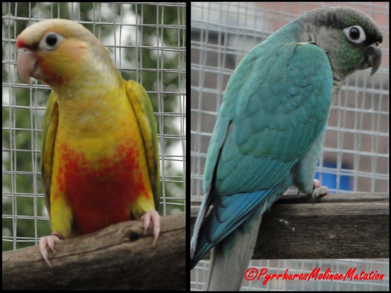 Le couple MÃ¢le opaline cinamon x Femelle Turquoise.jpg