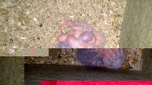 5 Jeunes moliae Ã  2 semaine et demis le + grand_3.jpg